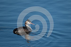 Great crested grebe fishing on the  Norfolk Broads