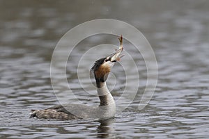 Great Crested Grebe fishing on the Somerset Levels, United Kingdom