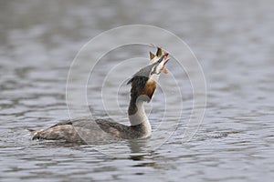 Great Crested Grebe fishing on the Somerset Levels, United Kingdom