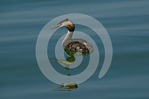 Great crested grebe floating in a blue lake