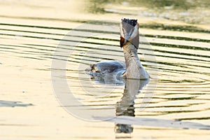 Great Crested Grebe floating on the lake at dusk.