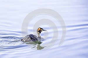 Great crested grebe floating on lake surface