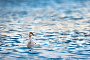 Great crested grebe floating in the sea water during sunrise