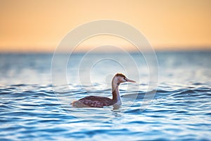 Great crested grebe floating in the sea water during sunrise