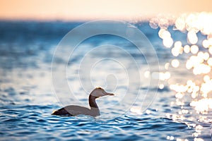 Great crested grebe floating in the sea water during sunrise