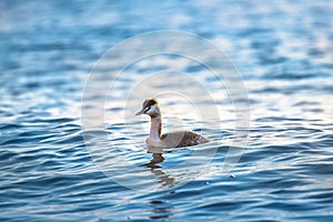 Great crested grebe floating in the sea water during sunrise