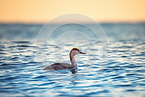 Great crested grebe floating in the sea water during sunrise