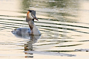 Great Crested Grebe floats calmly on the water surface.