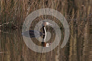 Great crested grebe before gras
