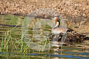 Great Crested Grebe on Its Nest
