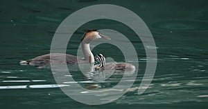 Great crested grebe with juveniles, Podiceps cristatus, lake of Annecy, France