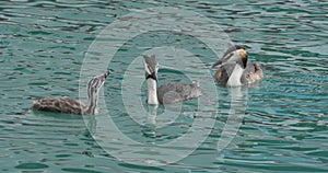 Great crested grebe with juveniles, Podiceps cristatus, lake of Annecy, France