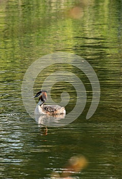 Great Crested Grebe on Lake 2