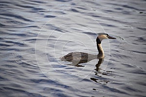 Great Crested Grebe on lake