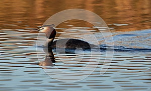 Great crested grebe on a lake