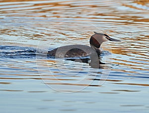 Great crested grebe on a lake