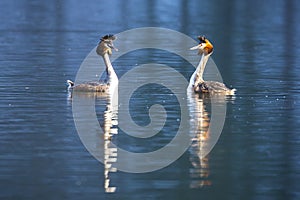 Great crested grebe on a lake