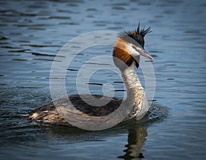 Great Crested Grebe on Lake Prespa, Greece