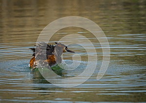 Great Crested Grebe on Lake Prespa, Greece