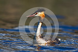 Great crested grebe on a lake in Sweden