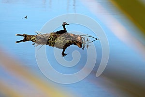 Great Crested Grebe on the Lake Te Anau
