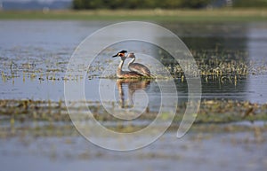 Great Crested Grebe mating