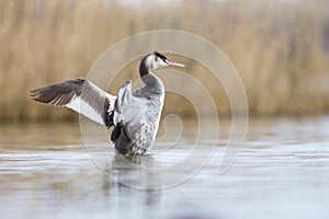 Great crested grebe in mating