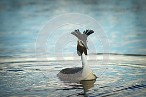great crested grebe in mating season