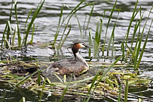 Great Crested Grebe near its nest