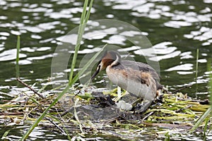 Great Crested Grebe near its nest