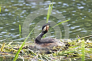 Great Crested Grebe near its nest