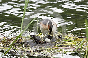 Great Crested Grebe near its nest