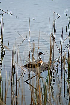 Great crested grebe on the nest
