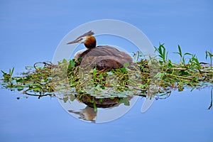 Great crested grebe on a nest