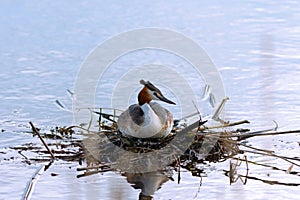 great crested grebe on nest