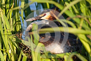 Great Crested Grebe on nest