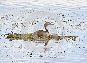 Great Crested Grebe nesting