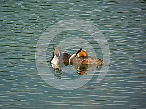 Great crested grebe pair