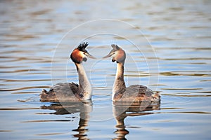 A Great crested grebe pair in a courtship dance