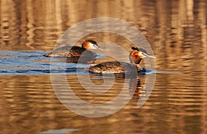 Great crested grebe pair on a lake
