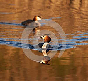 Great crested grebe pair on a lake