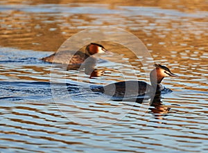 Great crested grebe pair on a lake