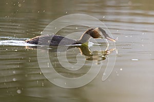 Great Crested Grebe -with a pipe fish