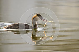 Great Crested Grebe -with a pipe fish