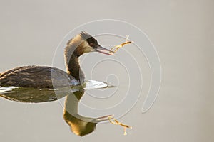 Great Crested Grebe -with a pipe fish