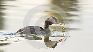 Great Crested Grebe -with a pipe fish