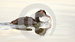 Great Crested Grebe -with a pipe fish