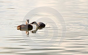 Great Crested Grebe or Podiceps