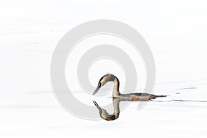 Great Crested Grebe; Podiceps cristatus