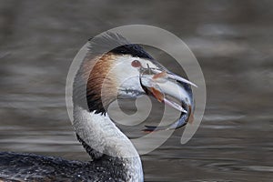 Great crested grebe Podiceps cristatus